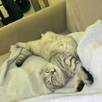 Scottish Fold, Kedi  Liya fotoğrafı