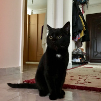 Bombay, Kedi  Aşil fotoğrafı