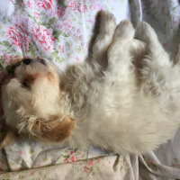 Maltese, Köpek  Bulut fotoğrafı