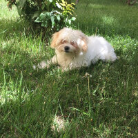 Maltese, Köpek  Bulut fotoğrafı