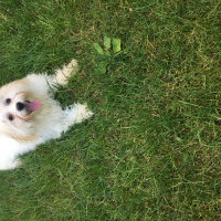 Maltese, Köpek  Bulut fotoğrafı