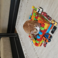 Tekir Kedi, Kedi  Çakır fotoğrafı
