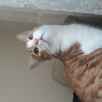 Tekir Kedi, Kedi  Çakır fotoğrafı