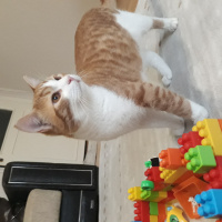 Tekir Kedi, Kedi  Çakır fotoğrafı