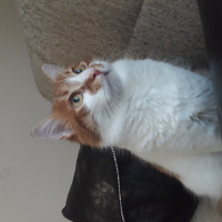 Tekir Kedi, Kedi  Dany fotoğrafı