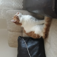 Tekir Kedi, Kedi  Dany fotoğrafı