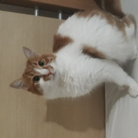 Tekir Kedi, Kedi  Dany fotoğrafı