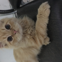 İran Kedisi (Persian), Kedi  Cookie fotoğrafı