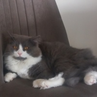 British Longhair, Kedi  Teo fotoğrafı