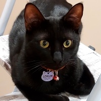 Tekir Kedi, Kedi  Lokum fotoğrafı