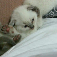 Scottish Fold, Kedi  Atlas fotoğrafı