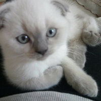 Scottish Fold, Kedi  Atlas fotoğrafı