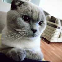 Scottish Fold, Kedi  Atlas fotoğrafı