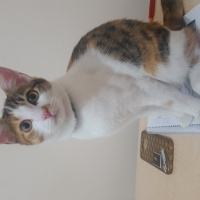 Tekir Kedi, Kedi  Asena fotoğrafı