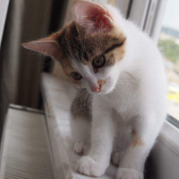 Tekir Kedi, Kedi  Asena fotoğrafı