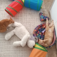 Sarman, Kedi  Bal fotoğrafı