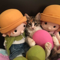 Tekir Kedi, Kedi  15 temmuz Şehitler Kedisi fotoğrafı