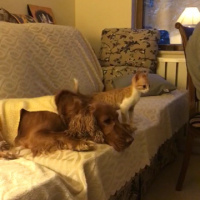 Tekir Kedi, Kedi  aşk fotoğrafı
