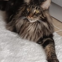 Maine Coon, Kedi  Aden fotoğrafı