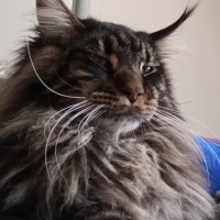 Maine Coon, Kedi  Aden fotoğrafı