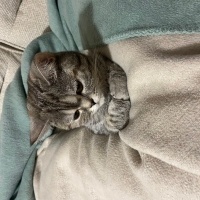 British Shorthair, Kedi  Nazlım fotoğrafı
