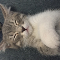 British Shorthair, Kedi  Grey fotoğrafı
