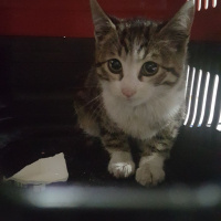 Tekir Kedi, Kedi  Yaramaz fotoğrafı
