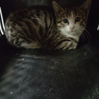 Tekir Kedi, Kedi  Yaramaz fotoğrafı
