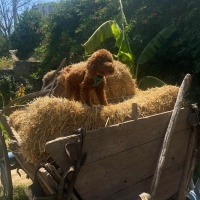 Poodle (Minyatür Kaniş), Köpek  Mars fotoğrafı