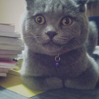 Scottish Fold, Kedi  rasko fotoğrafı