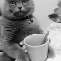 Scottish Fold, Kedi  rasko fotoğrafı