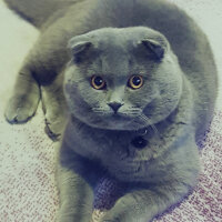 Scottish Fold, Kedi  rasko fotoğrafı