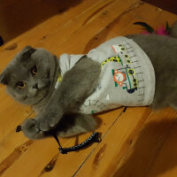 Scottish Fold, Kedi  rasko fotoğrafı