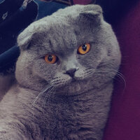 Scottish Fold, Kedi  rasko fotoğrafı