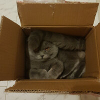 Scottish Fold, Kedi  rasko fotoğrafı