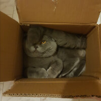 Scottish Fold, Kedi  rasko fotoğrafı