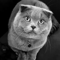 Scottish Fold, Kedi  rasko fotoğrafı