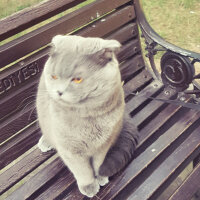 Scottish Fold, Kedi  rasko fotoğrafı