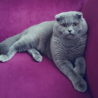 Scottish Fold, Kedi  rasko fotoğrafı