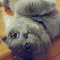 Scottish Fold, Kedi  rasko fotoğrafı