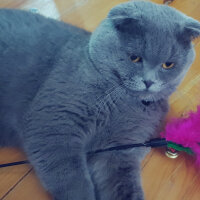 Scottish Fold, Kedi  rasko fotoğrafı