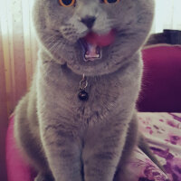 Scottish Fold, Kedi  rasko fotoğrafı