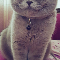 Scottish Fold, Kedi  rasko fotoğrafı