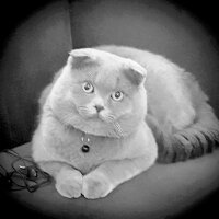 Scottish Fold, Kedi  rasko fotoğrafı