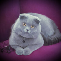 Scottish Fold, Kedi  rasko fotoğrafı