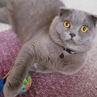 Scottish Fold, Kedi  rasko fotoğrafı