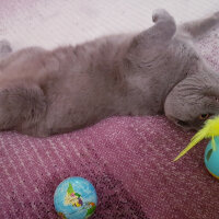 Scottish Fold, Kedi  rasko fotoğrafı