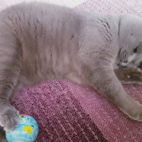 Scottish Fold, Kedi  rasko fotoğrafı