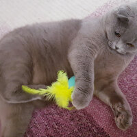 Scottish Fold, Kedi  rasko fotoğrafı