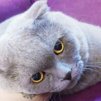 Scottish Fold, Kedi  rasko fotoğrafı